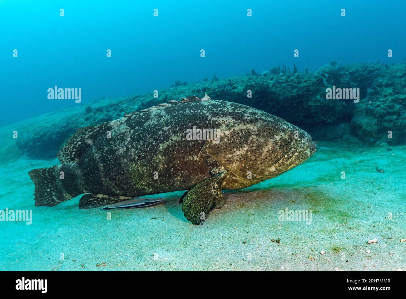 West Palm Beach, FL photos de plongée Banque D'Images