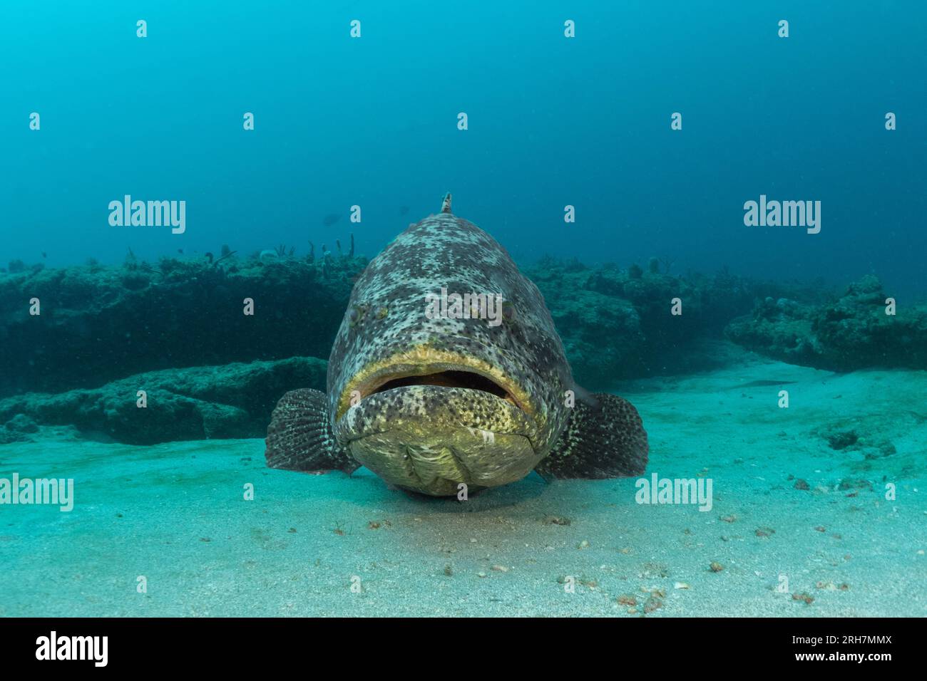 West Palm Beach, FL photos de plongée Banque D'Images