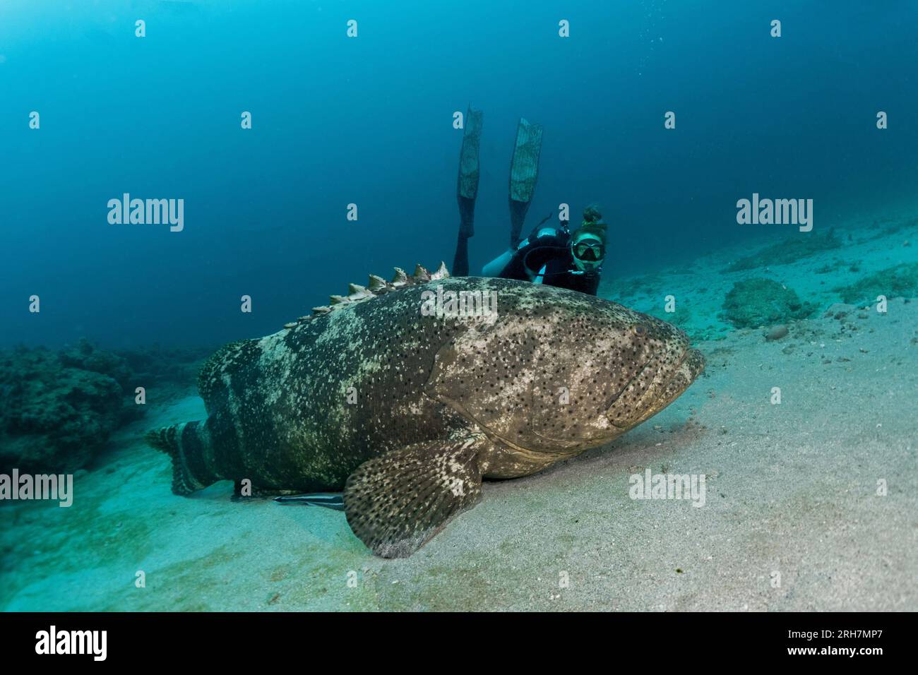 West Palm Beach, FL photos de plongée Banque D'Images