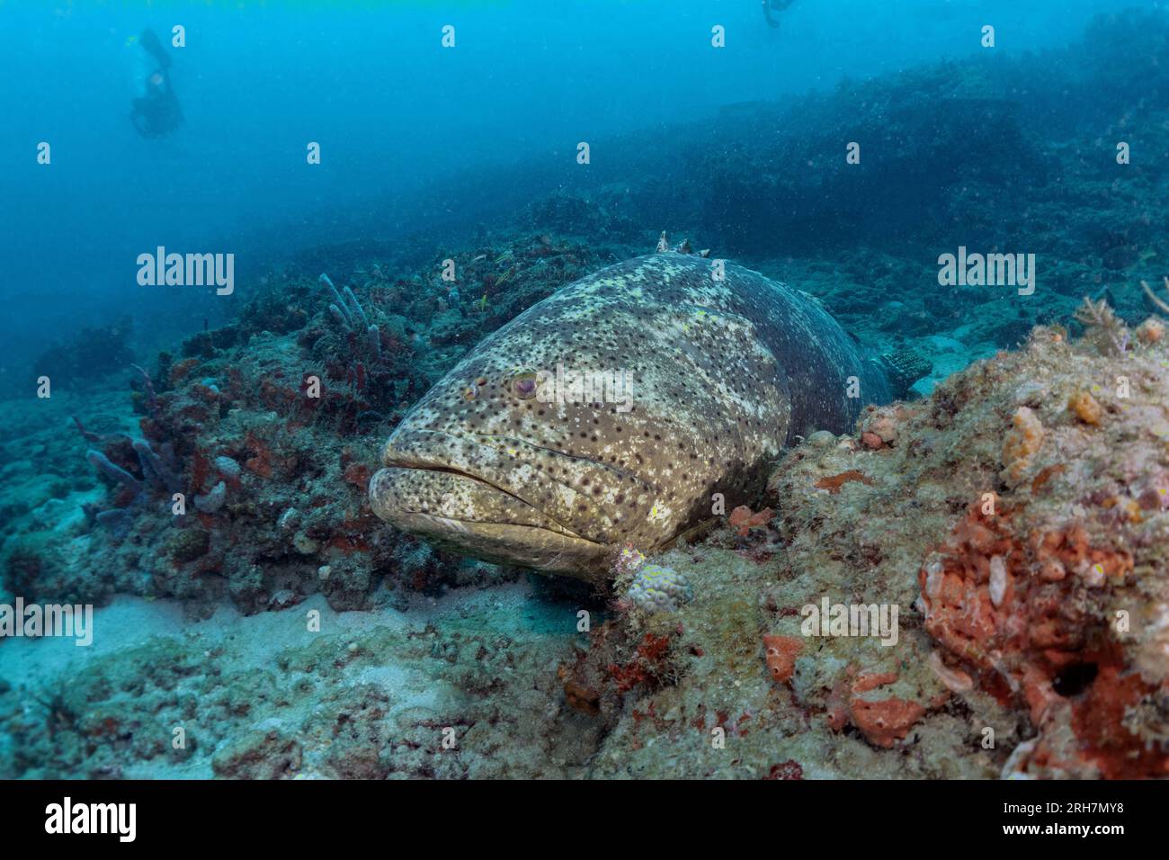 West Palm Beach, FL photos de plongée Banque D'Images