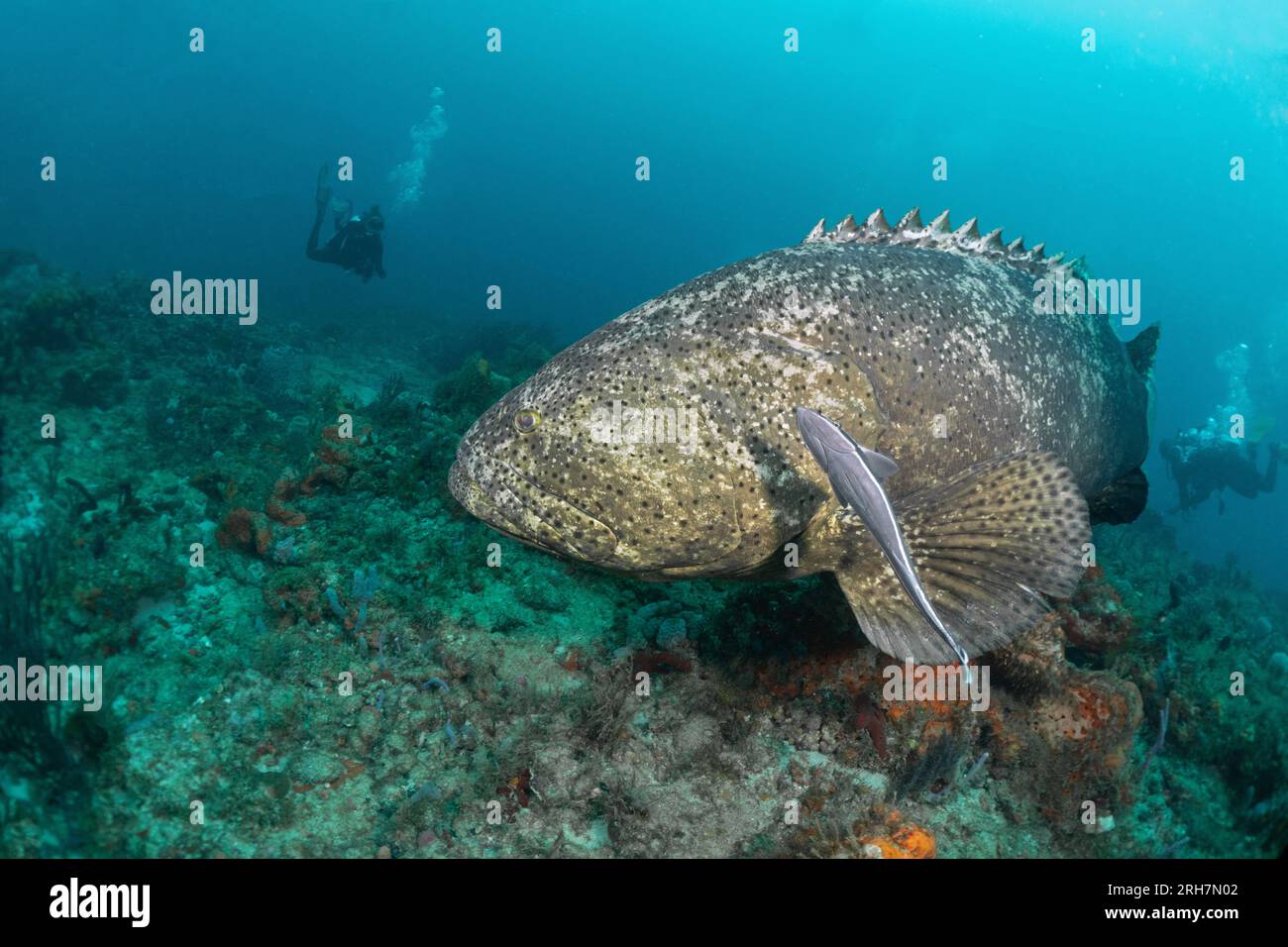 West Palm Beach, FL photos de plongée Banque D'Images