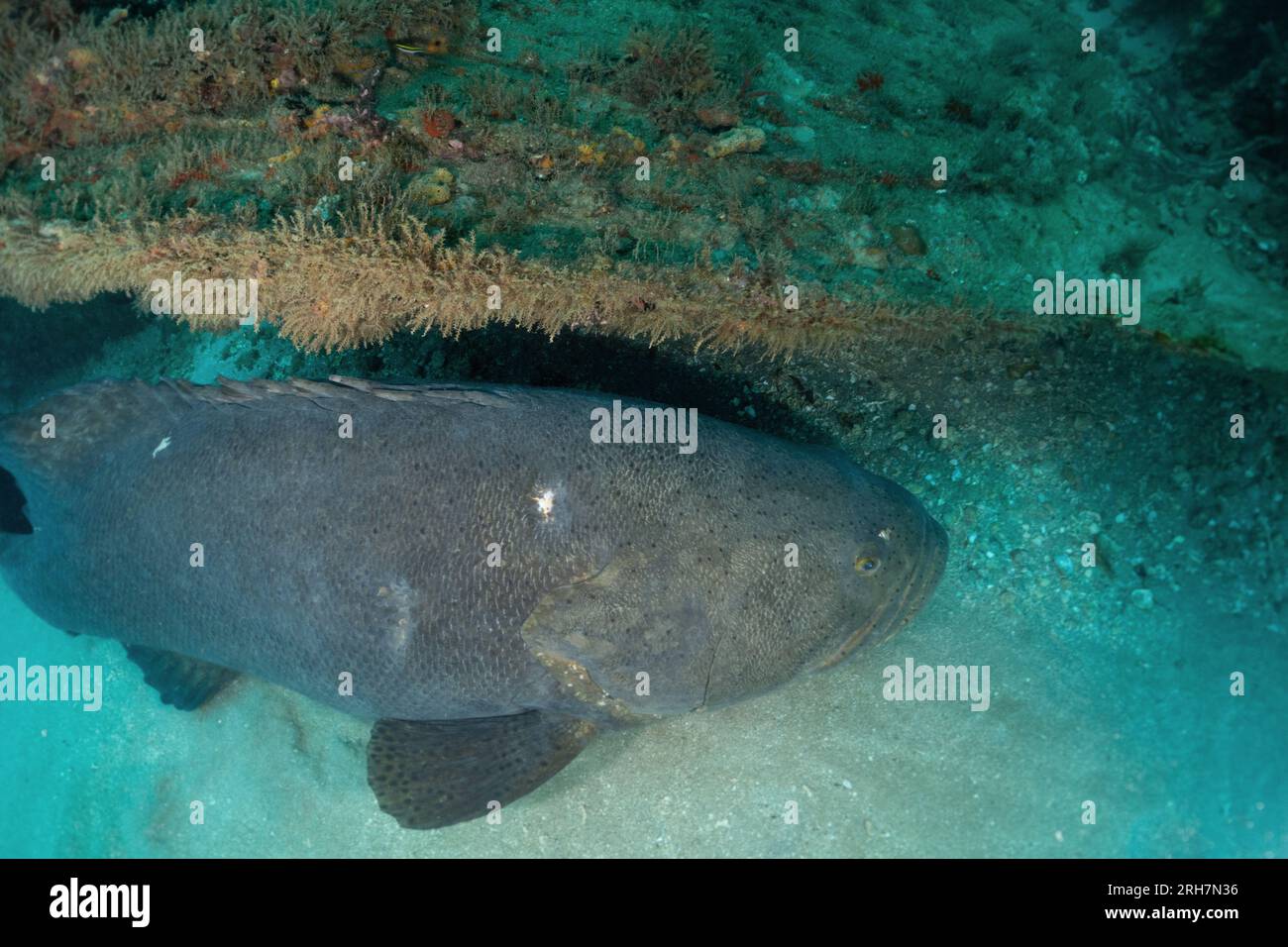 West Palm Beach, FL photos de plongée Banque D'Images