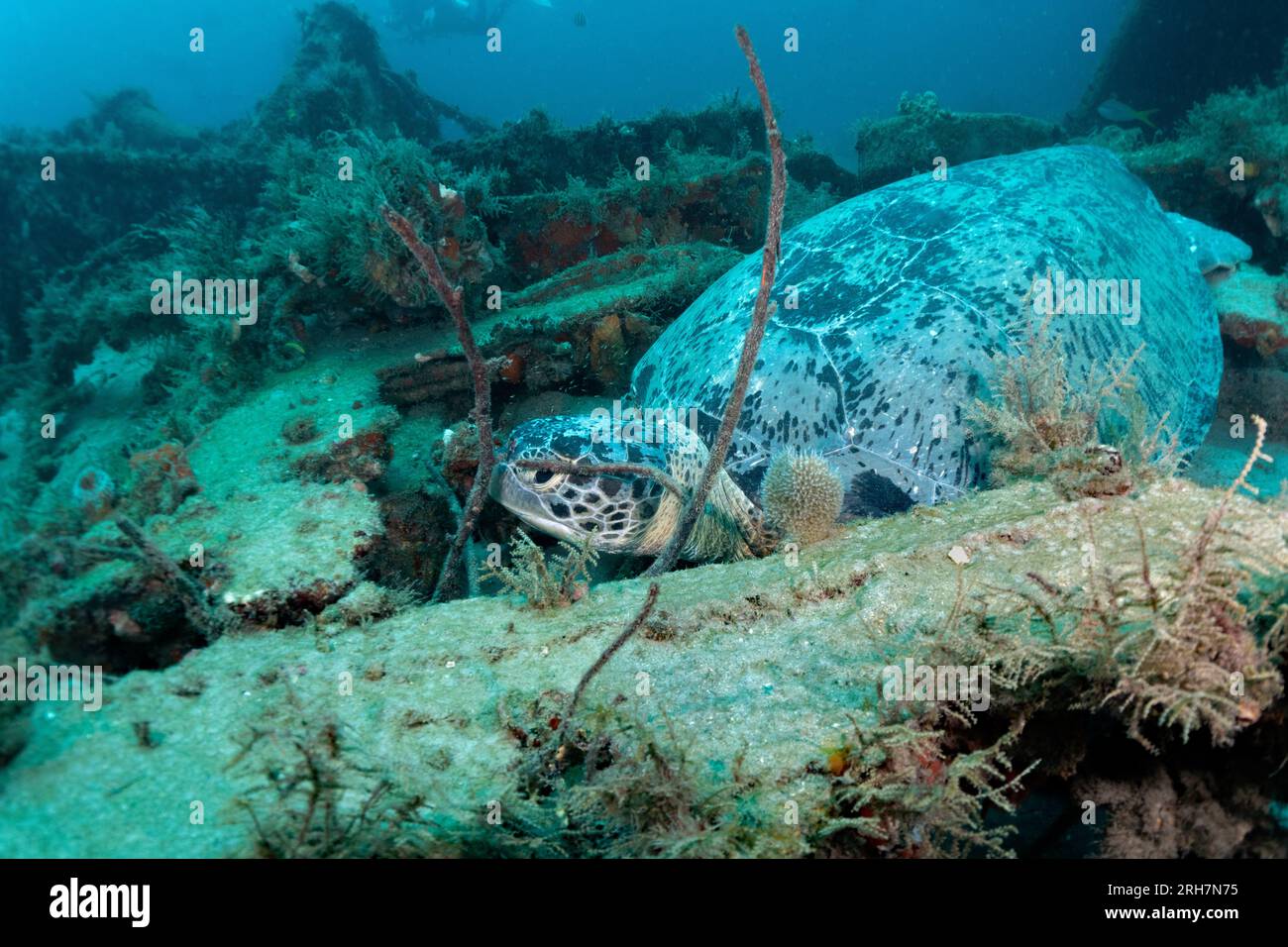 West Palm Beach, FL photos de plongée Banque D'Images