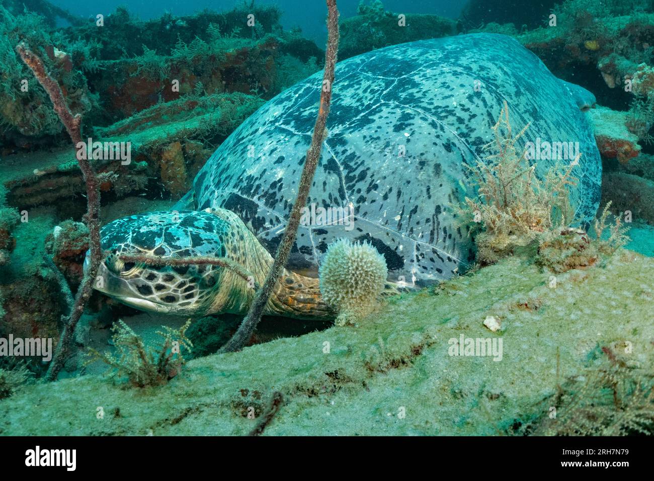 West Palm Beach, FL photos de plongée Banque D'Images