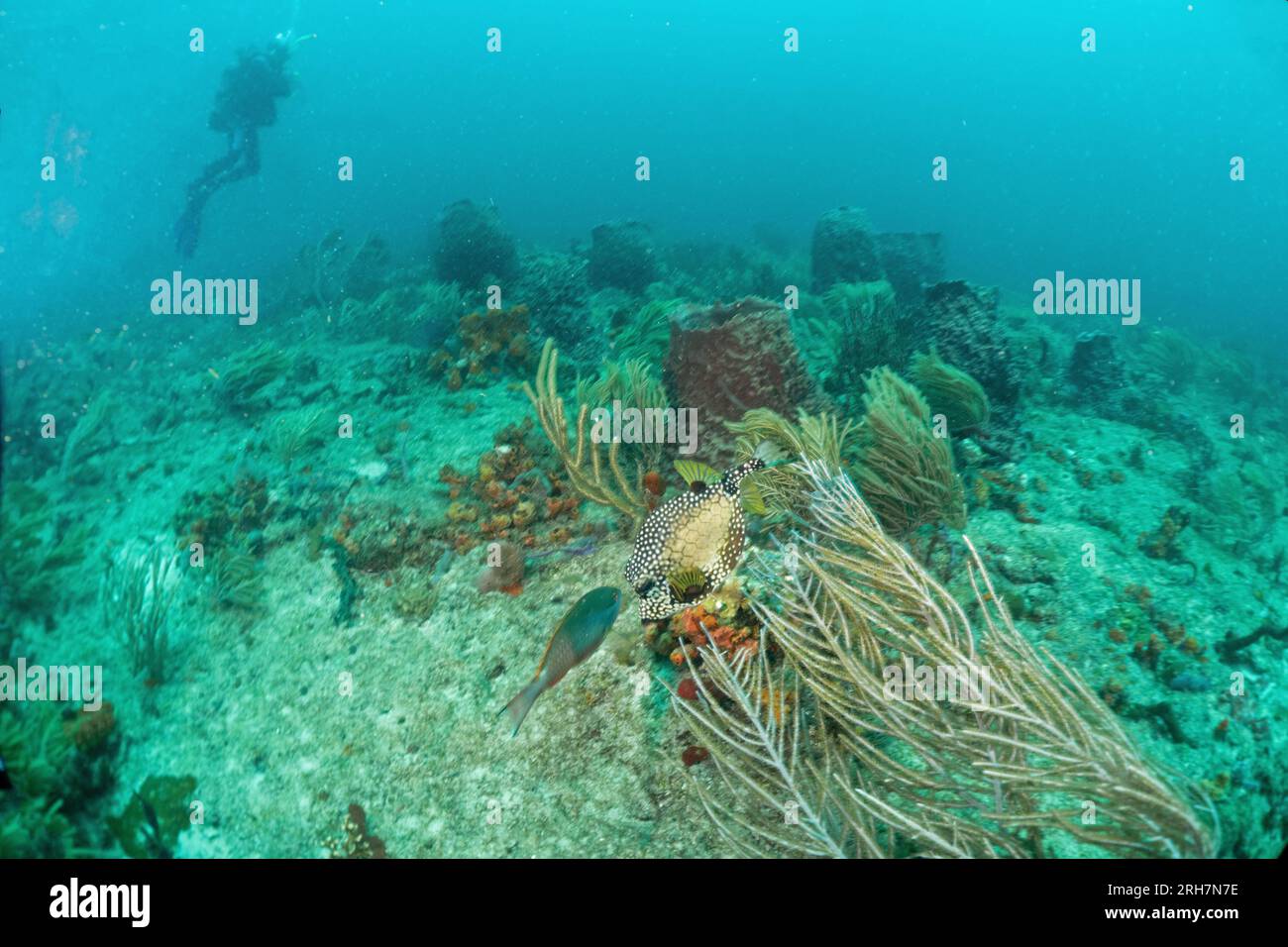 West Palm Beach, FL photos de plongée Banque D'Images