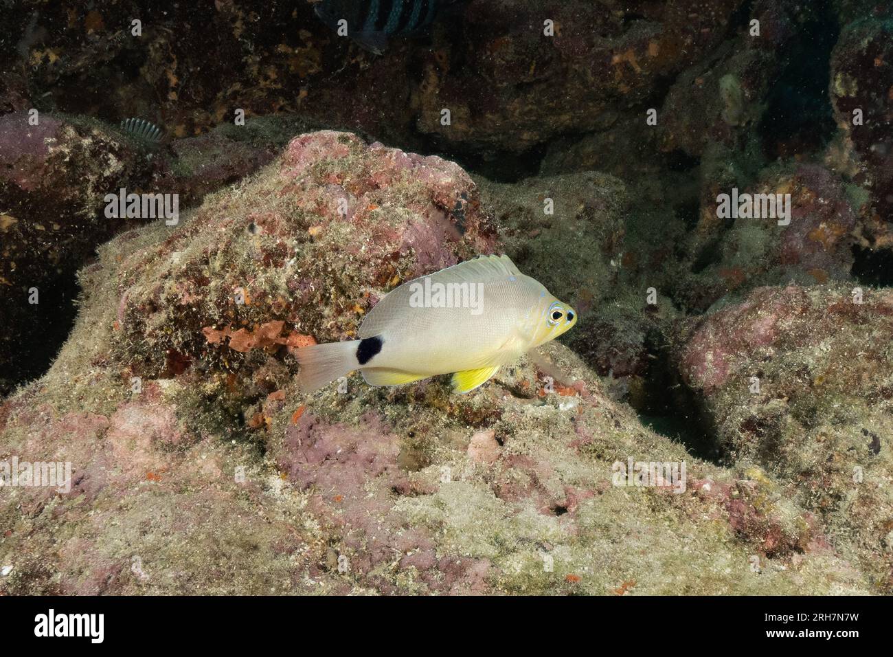 West Palm Beach, FL photos de plongée Banque D'Images