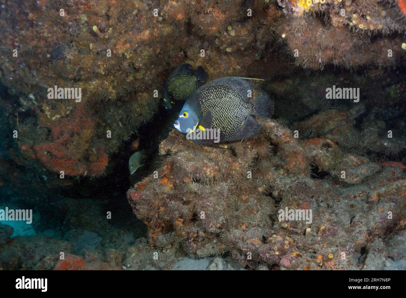 West Palm Beach, FL photos de plongée Banque D'Images