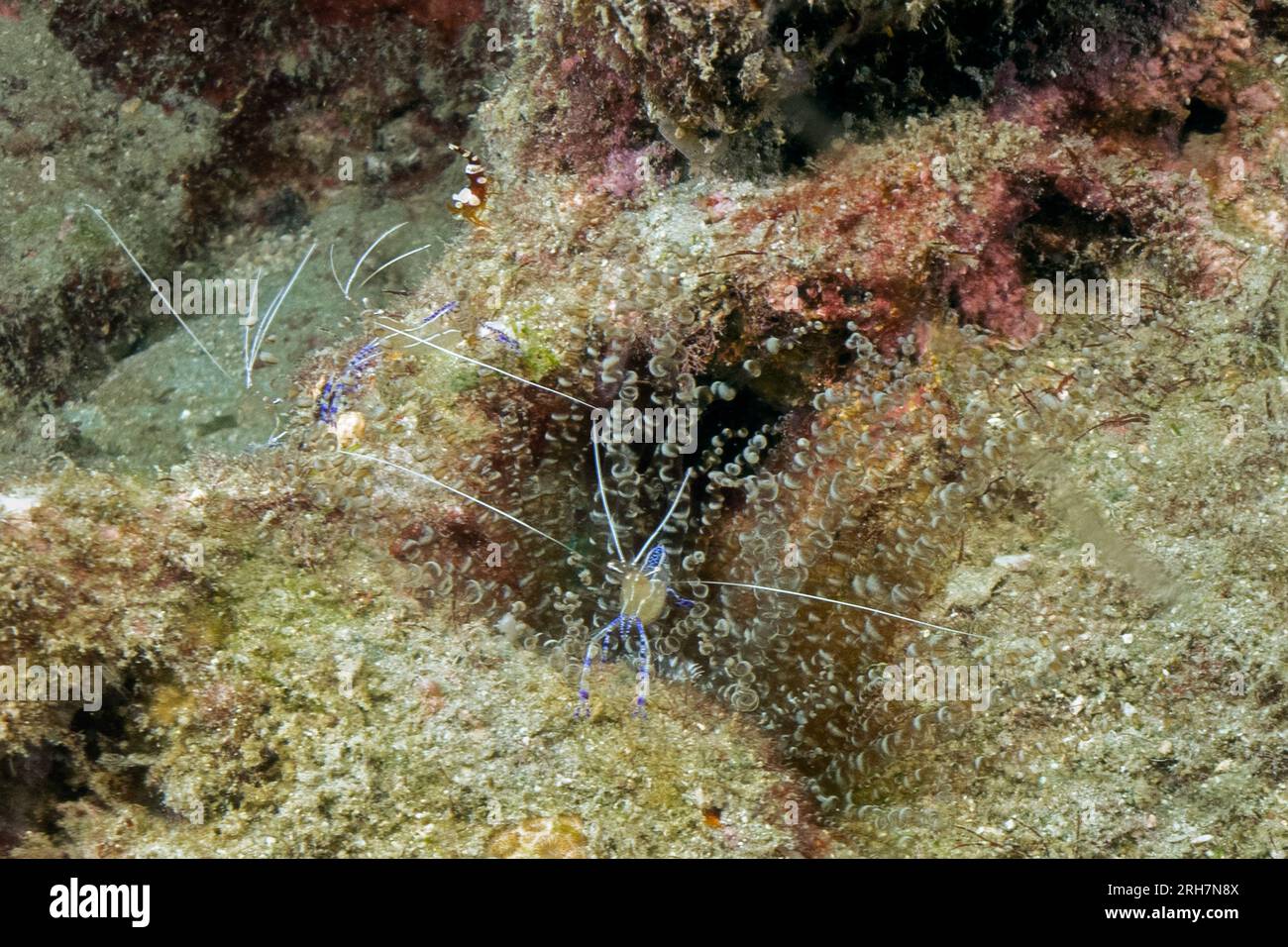 West Palm Beach, FL photos de plongée Banque D'Images