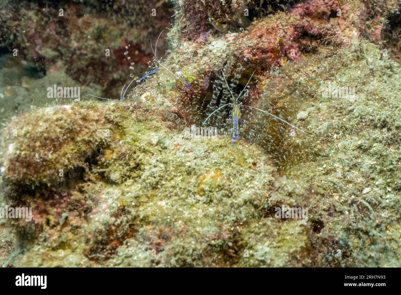 West Palm Beach, FL photos de plongée Banque D'Images