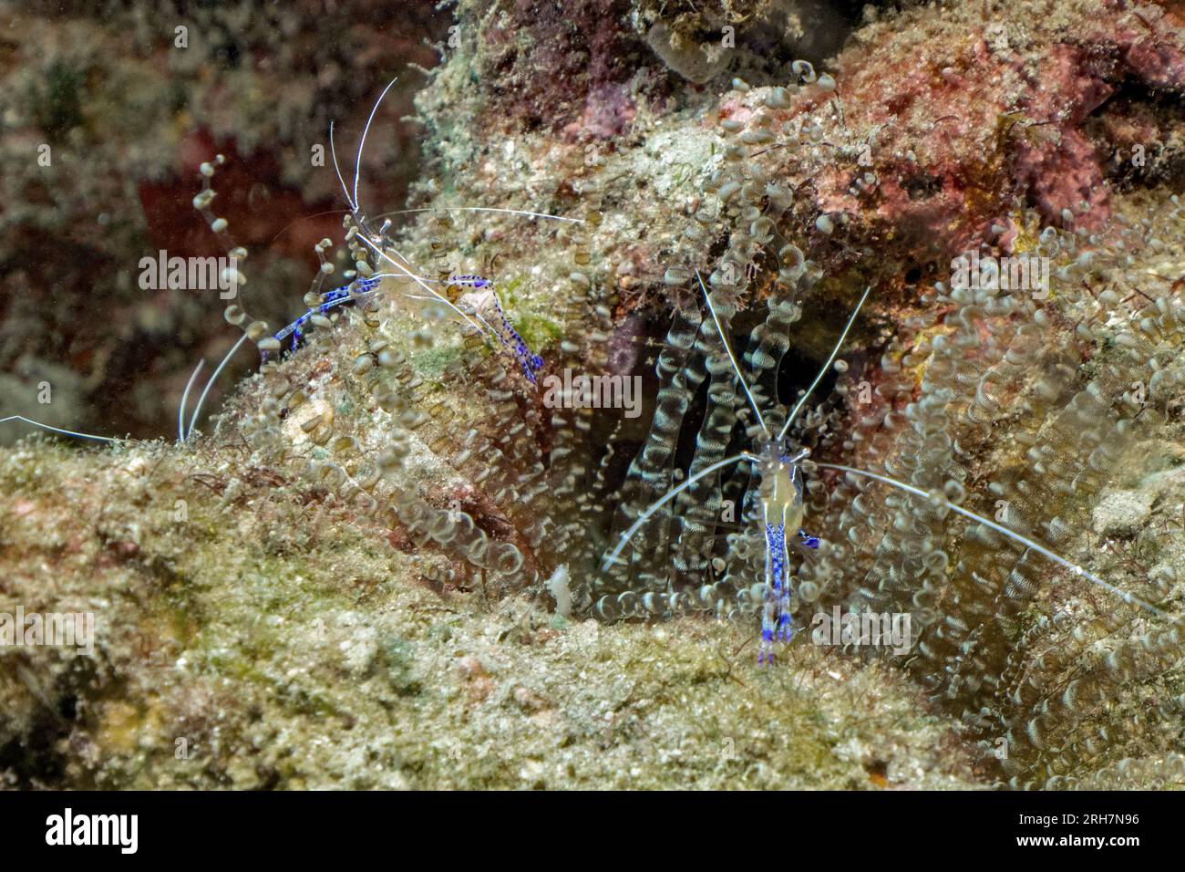 West Palm Beach, FL photos de plongée Banque D'Images