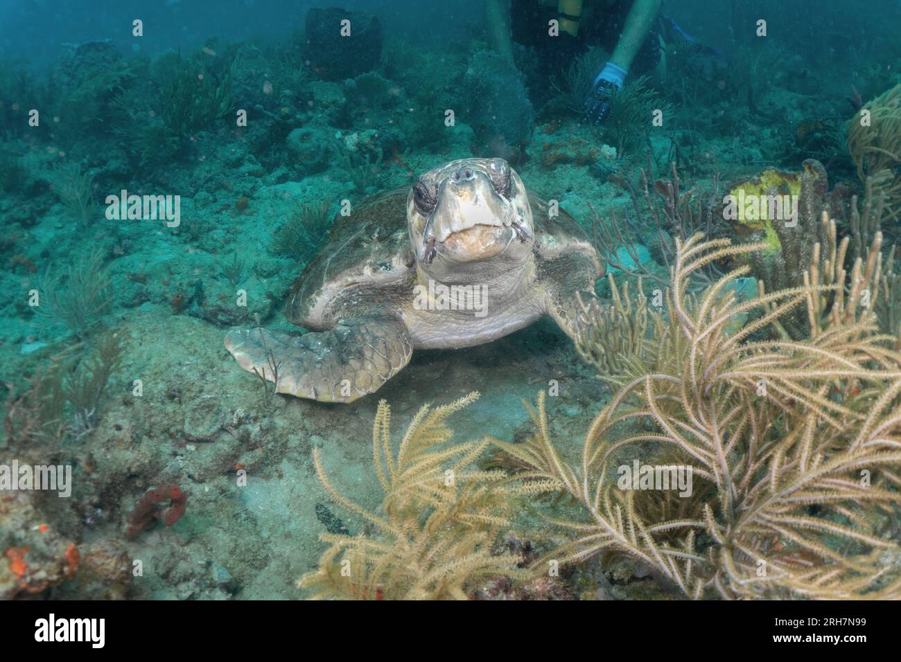 West Palm Beach, FL photos de plongée Banque D'Images