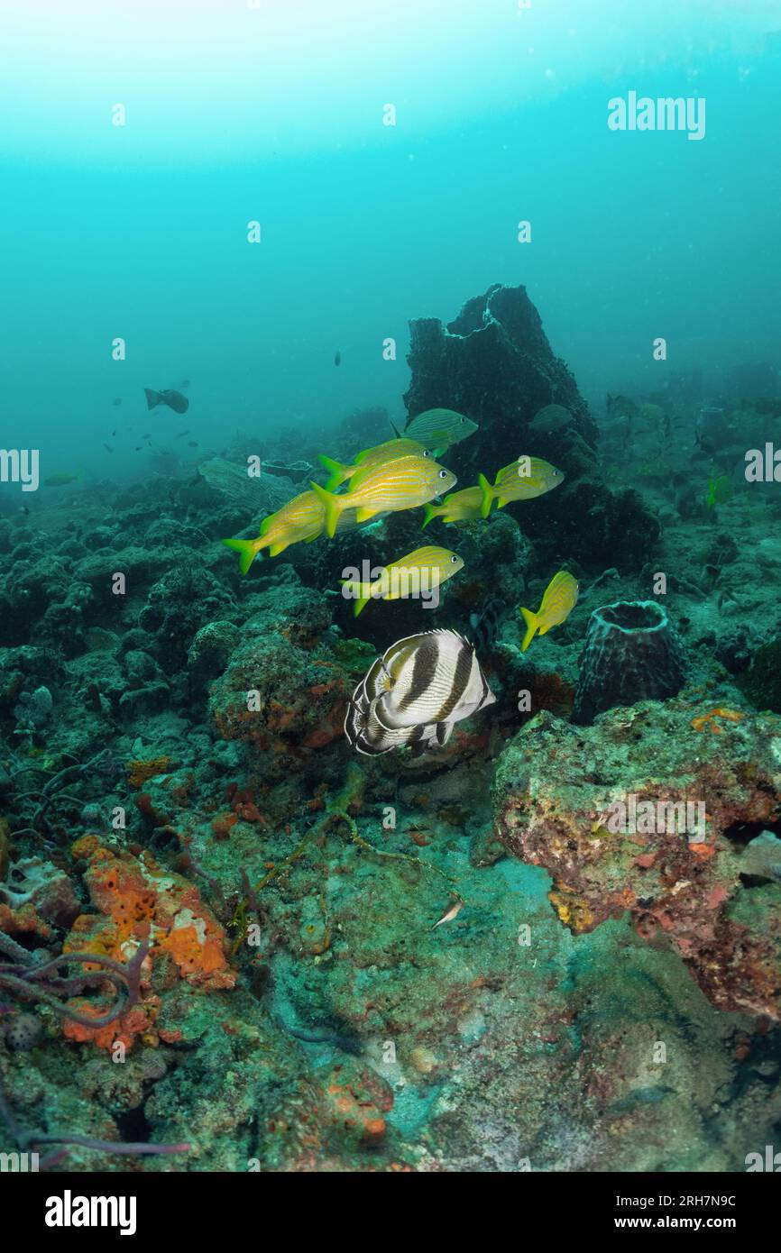 West Palm Beach, FL photos de plongée Banque D'Images