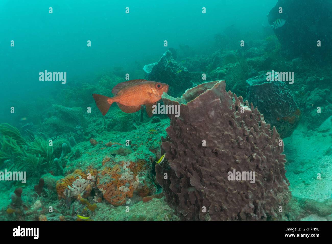 West Palm Beach, FL photos de plongée Banque D'Images