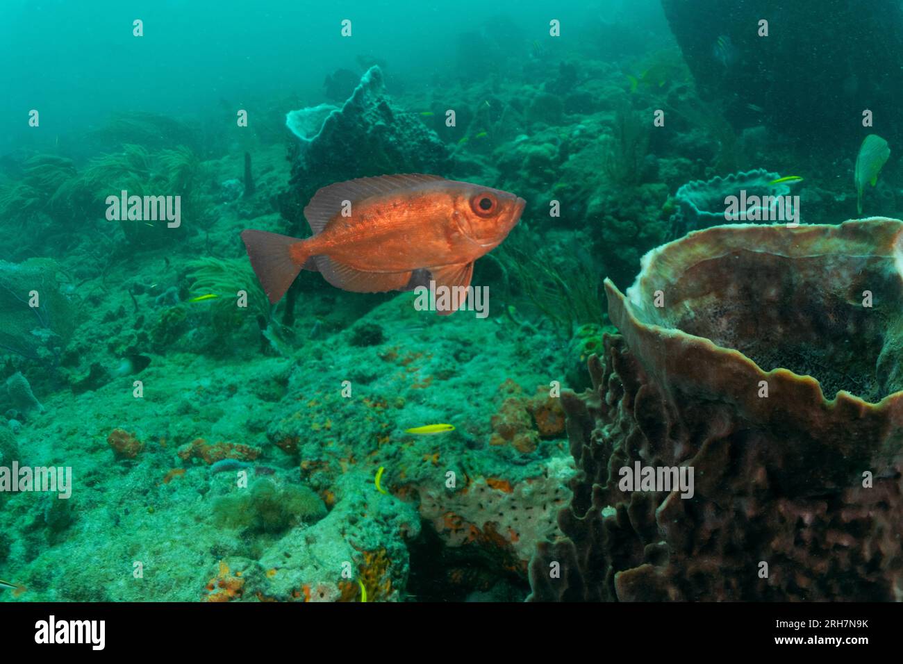 West Palm Beach, FL photos de plongée Banque D'Images