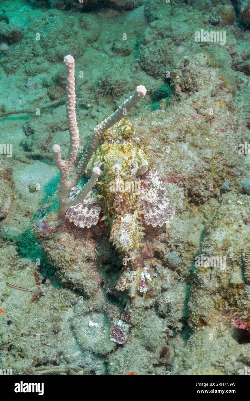 West Palm Beach, FL photos de plongée Banque D'Images