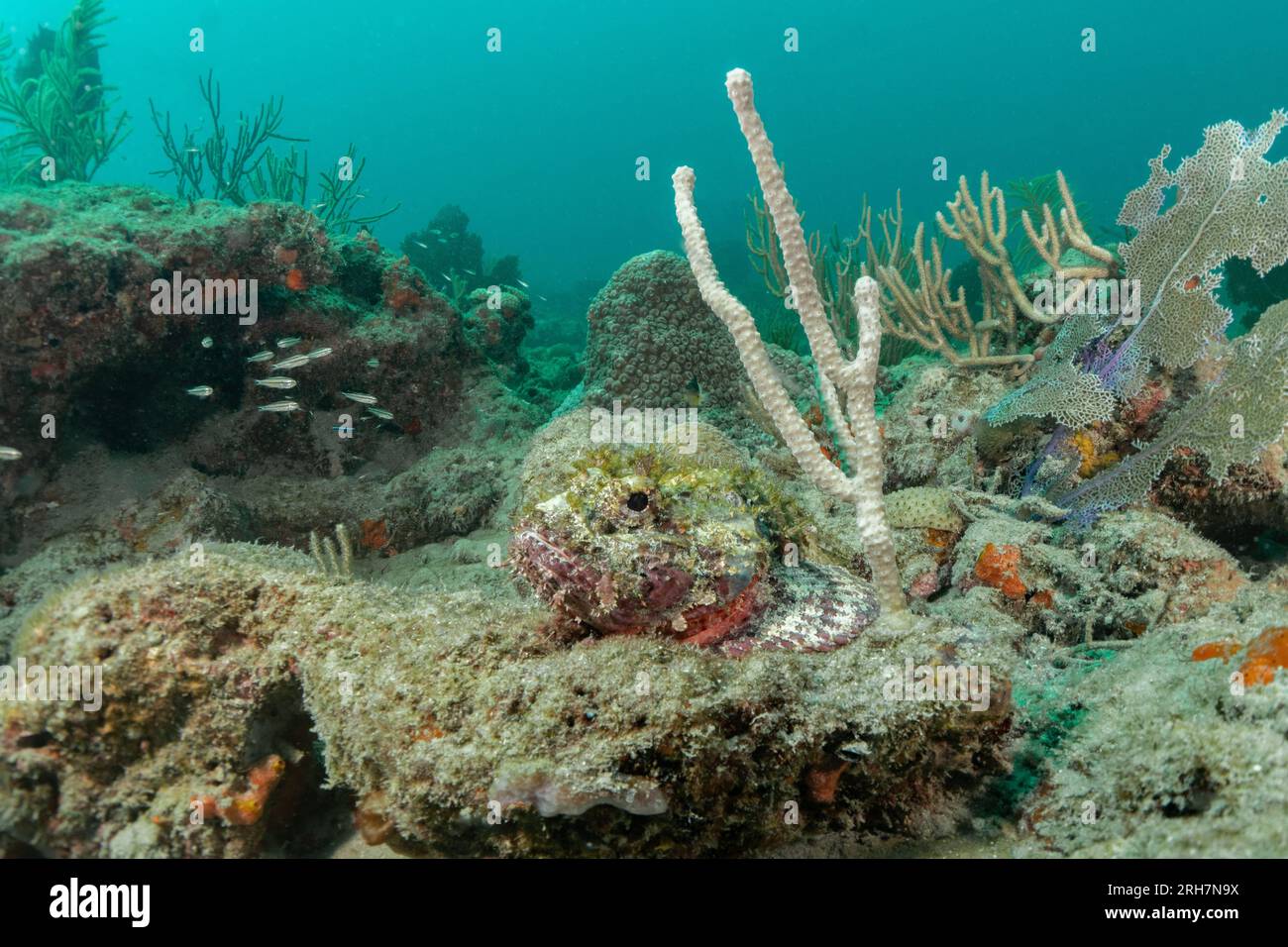 West Palm Beach, FL photos de plongée Banque D'Images