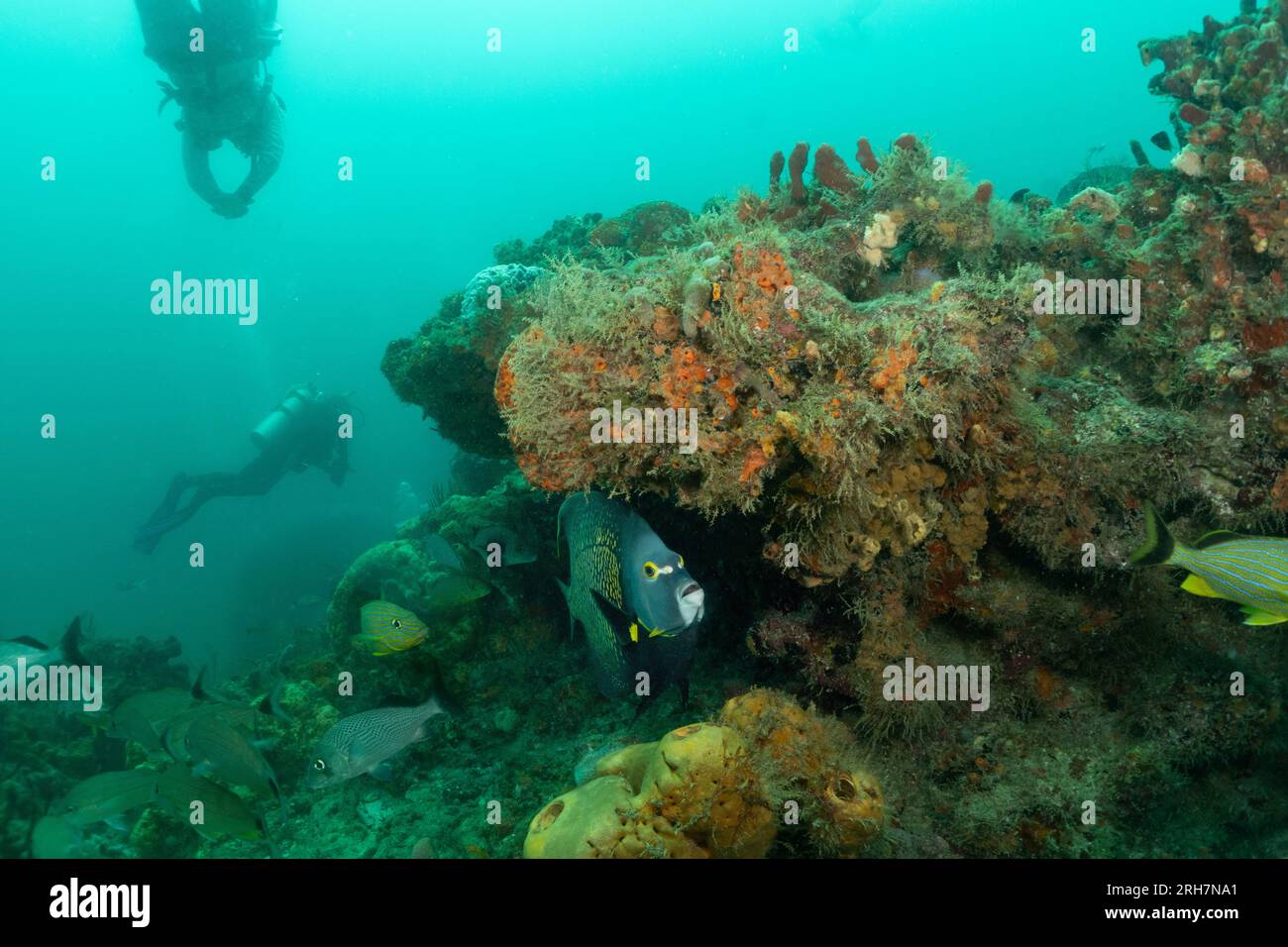 West Palm Beach, FL photos de plongée Banque D'Images