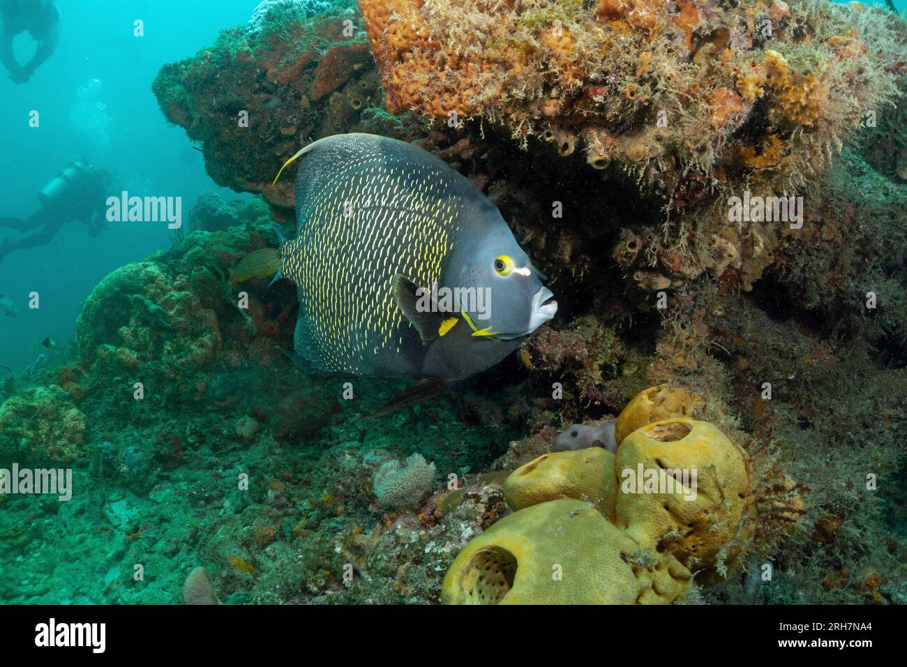 West Palm Beach, FL photos de plongée Banque D'Images