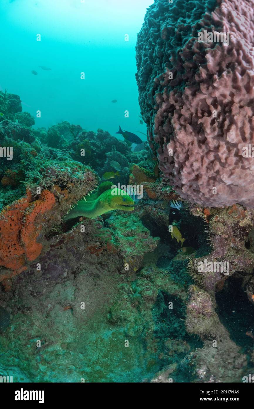 West Palm Beach, FL photos de plongée Banque D'Images