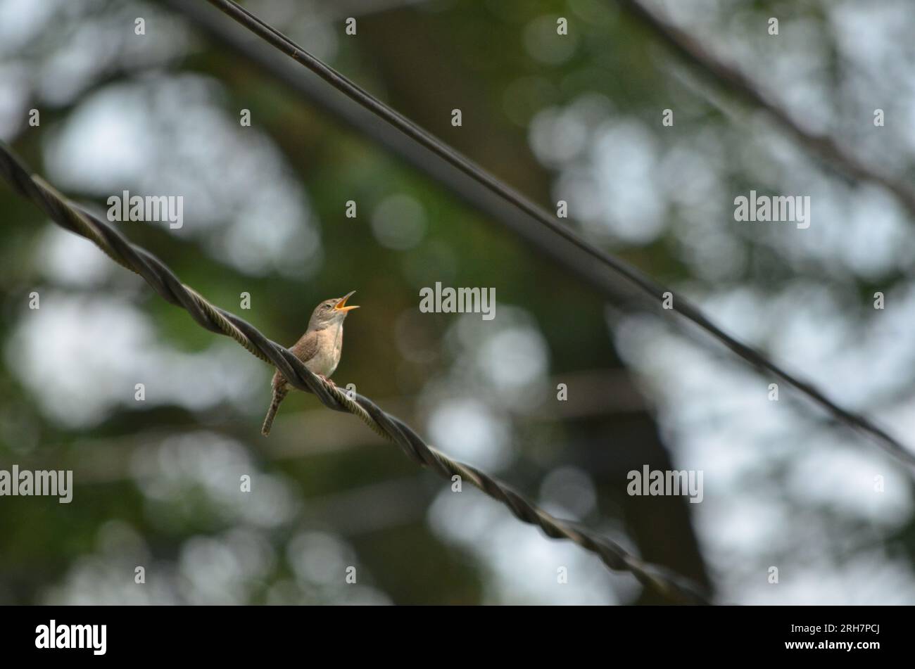 petit oiseau sur un fil chantant Banque D'Images