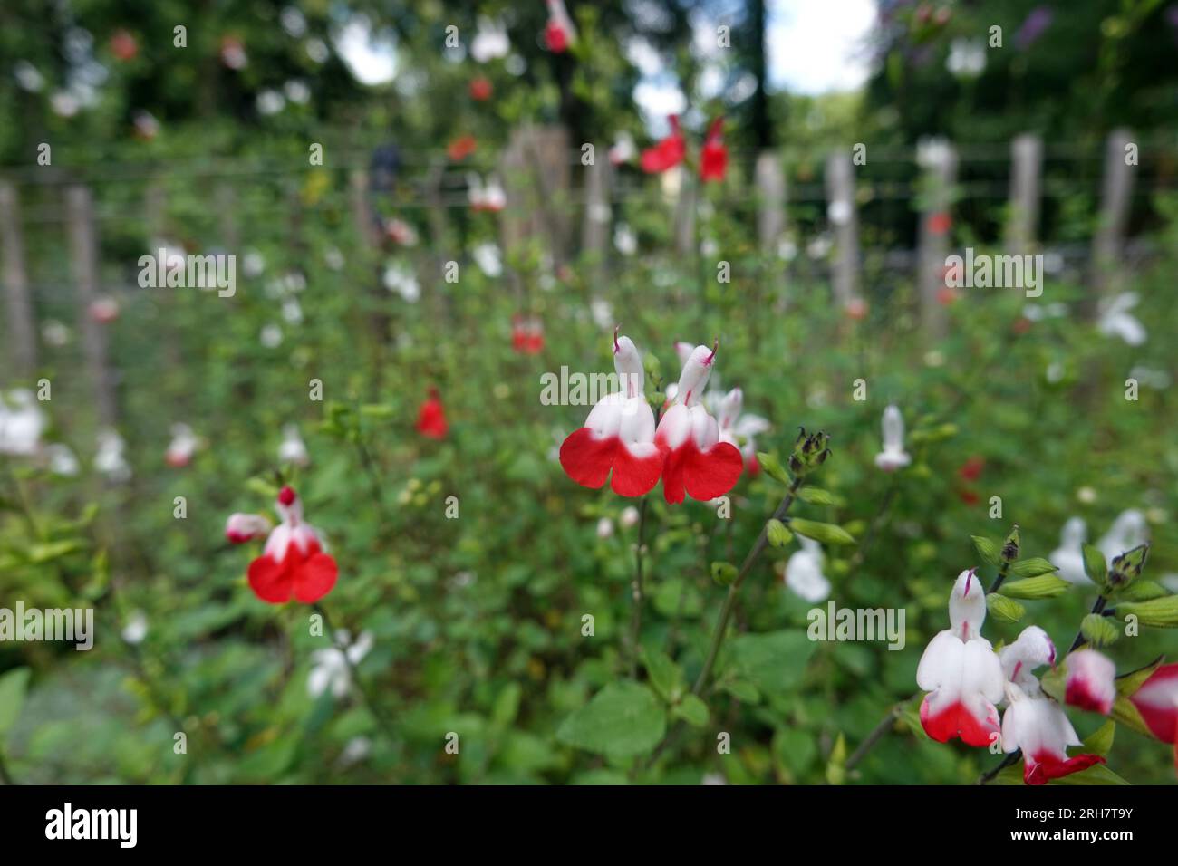 Johannisbeer-Salbei (Salvia microphylla), auch Myrten-Salbei , sorte Hot Lips Banque D'Images