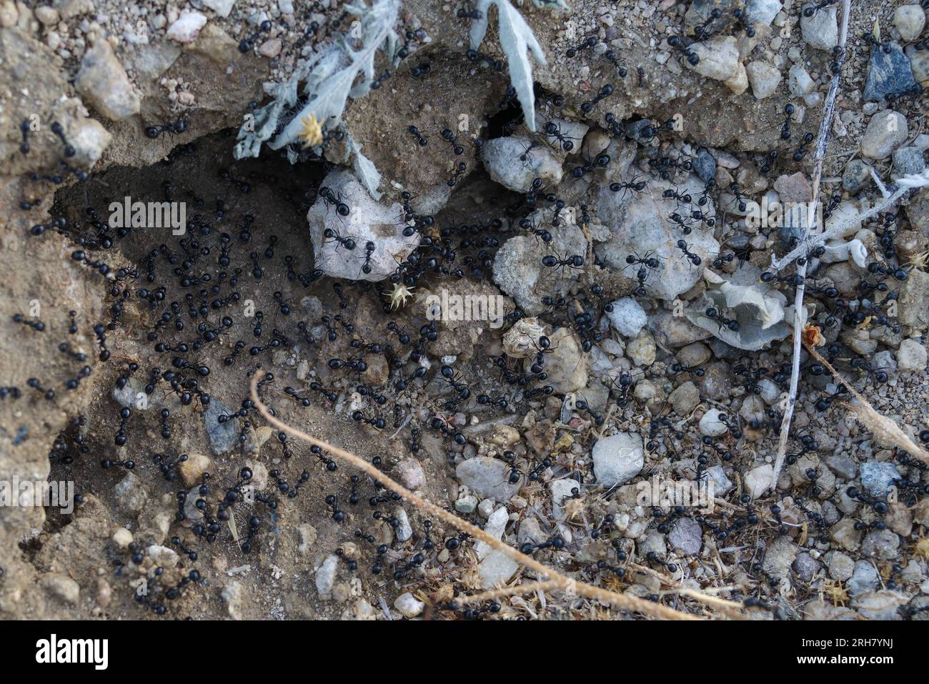 Entrée de nid de fourmis noires montrée dans le désert de Mojave, Californie. Banque D'Images