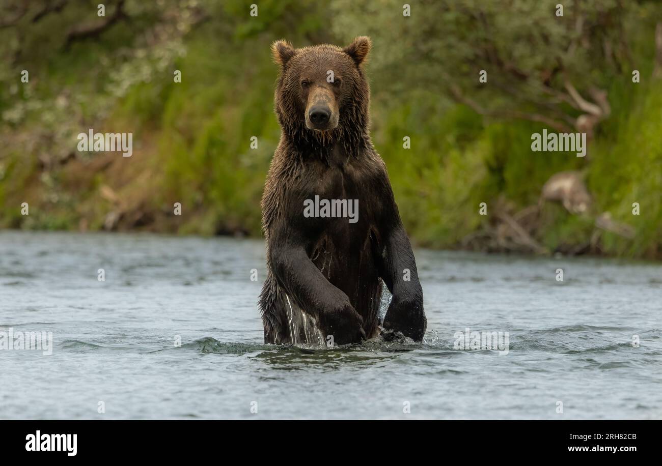 Ours brun en Alaska pendant la Salmon Run Banque D'Images