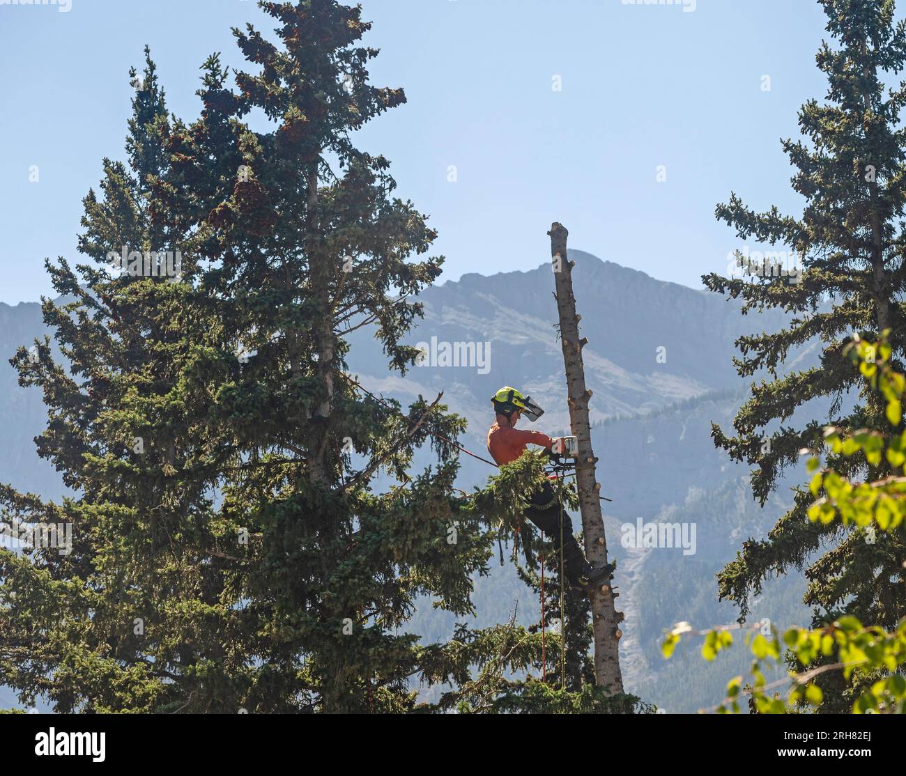 Canmore, Alberta, Canada – 14 août 2023 : un homme abatte un arbre dans un parc municipal Banque D'Images