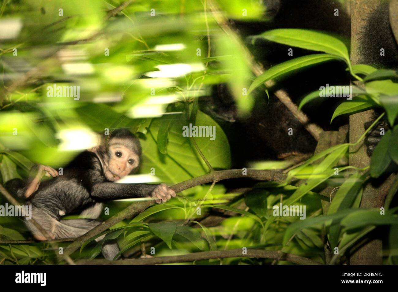 Une progéniture de macaque à crête (Macaque nigra) joue près d'une femelle adulte sur un arbre dans la forêt de Tangkoko, Sulawesi du Nord, en Indonésie. L'âge entre cinq mois et un an est la phase de la vie d'un macaque à crête où la mortalité infantile est la plus élevée. Les scientifiques des primates du Macaca Nigra Project ont observé que 17 des 78 nourrissons (22 %) ont disparu au cours de leur première année de vie. Huit des cadavres de ces 17 nourrissons ont été retrouvés avec de grosses plaies perforées. Un autre scientifique primate, J. P. Higham, a ajouté que les disparitions de nourrissons augmentent après l'arrivée d'un nouveau mâle alpha dans... Banque D'Images