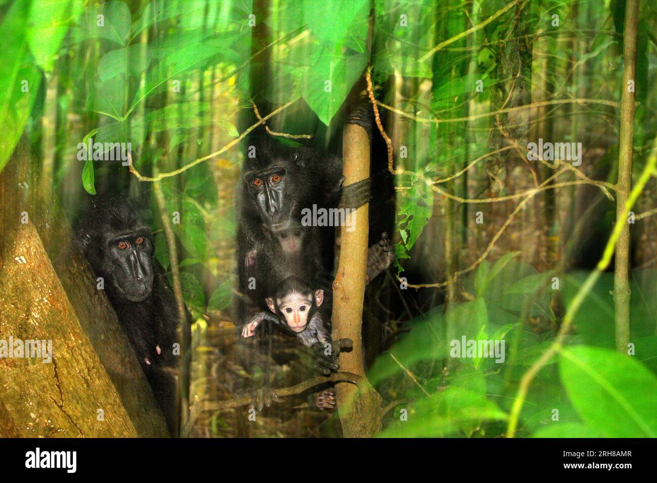 Portrait de deux femelles de macaque à crête (Macaca nigra) avec un nourrisson dans la forêt de Tangkoko, Sulawesi du Nord, Indonésie. L'âge entre cinq mois et un an est la phase de la vie d'un macaque à crête où la mortalité infantile est la plus élevée. Les scientifiques des primates du Macaca Nigra Project ont observé que 17 des 78 nourrissons (22 %) ont disparu au cours de leur première année de vie. Huit des cadavres de ces 17 nourrissons ont été retrouvés avec de grosses plaies perforées. Un autre scientifique primate, J. P. Higham, a ajouté que les disparitions de nourrissons augmentent après l'arrivée d'un nouveau mâle alpha dans... Banque D'Images