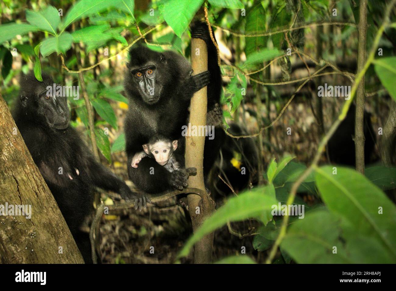 Portrait de deux femelles de macaque à crête (Macaca nigra) avec un nourrisson dans la forêt de Tangkoko, Sulawesi du Nord, Indonésie. L'âge entre cinq mois et un an est la phase de la vie d'un macaque à crête où la mortalité infantile est la plus élevée. Les scientifiques des primates du Macaca Nigra Project ont observé que 17 des 78 nourrissons (22 %) ont disparu au cours de leur première année de vie. Huit des cadavres de ces 17 nourrissons ont été retrouvés avec de grosses plaies perforées. Un autre scientifique primate, J. P. Higham, a ajouté que les disparitions de nourrissons augmentent après l'arrivée d'un nouveau mâle alpha dans... Banque D'Images