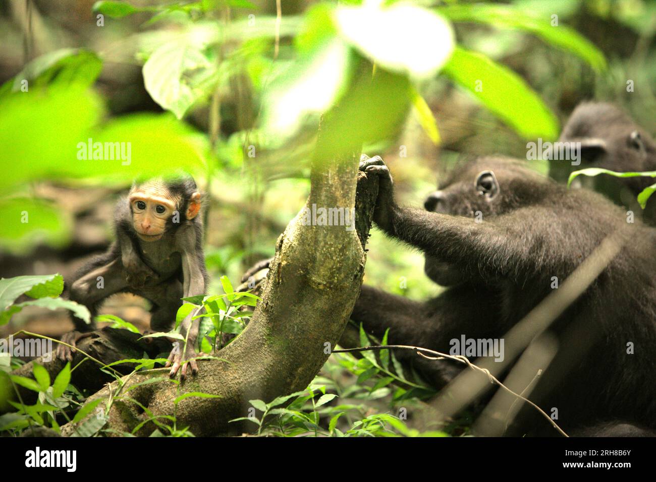 Un nourrisson macaque à crête (Macaque nigra) joue au milieu d'un groupe de femelles adultes dans la forêt de Tangkoko, Sulawesi du Nord, en Indonésie. L'âge entre cinq mois et un an est la phase de la vie d'un macaque à crête où la mortalité infantile est la plus élevée. Les scientifiques des primates du Macaca Nigra Project ont observé que 17 des 78 nourrissons (22 %) ont disparu au cours de leur première année de vie. Huit des cadavres de ces 17 nourrissons ont été retrouvés avec de grosses plaies perforées. Un autre scientifique primate, J. P. Higham, a ajouté que les disparitions de nourrissons augmentent après l'arrivée d'un nouveau mâle alpha... Banque D'Images