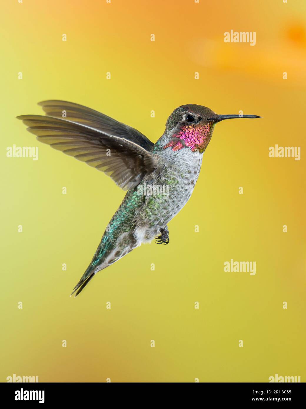 Le colibri d'Anna mâle en vol Banque D'Images