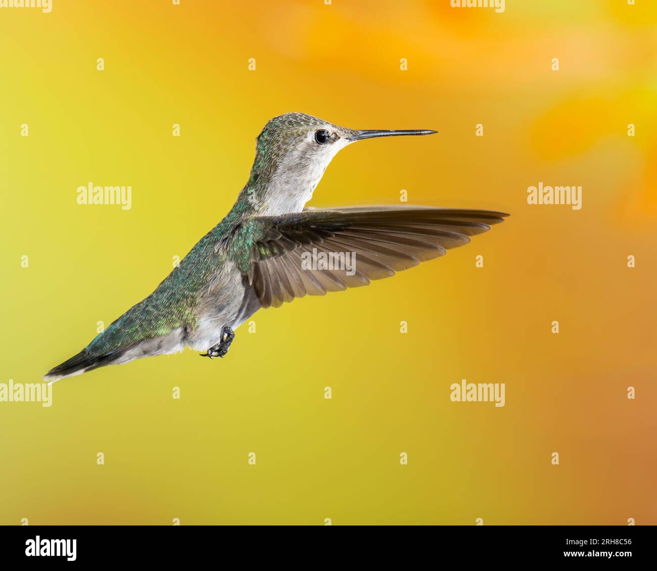 Colibri en vol sur fond jaune, femelle ou mâle immature Photo Stock - Alamy