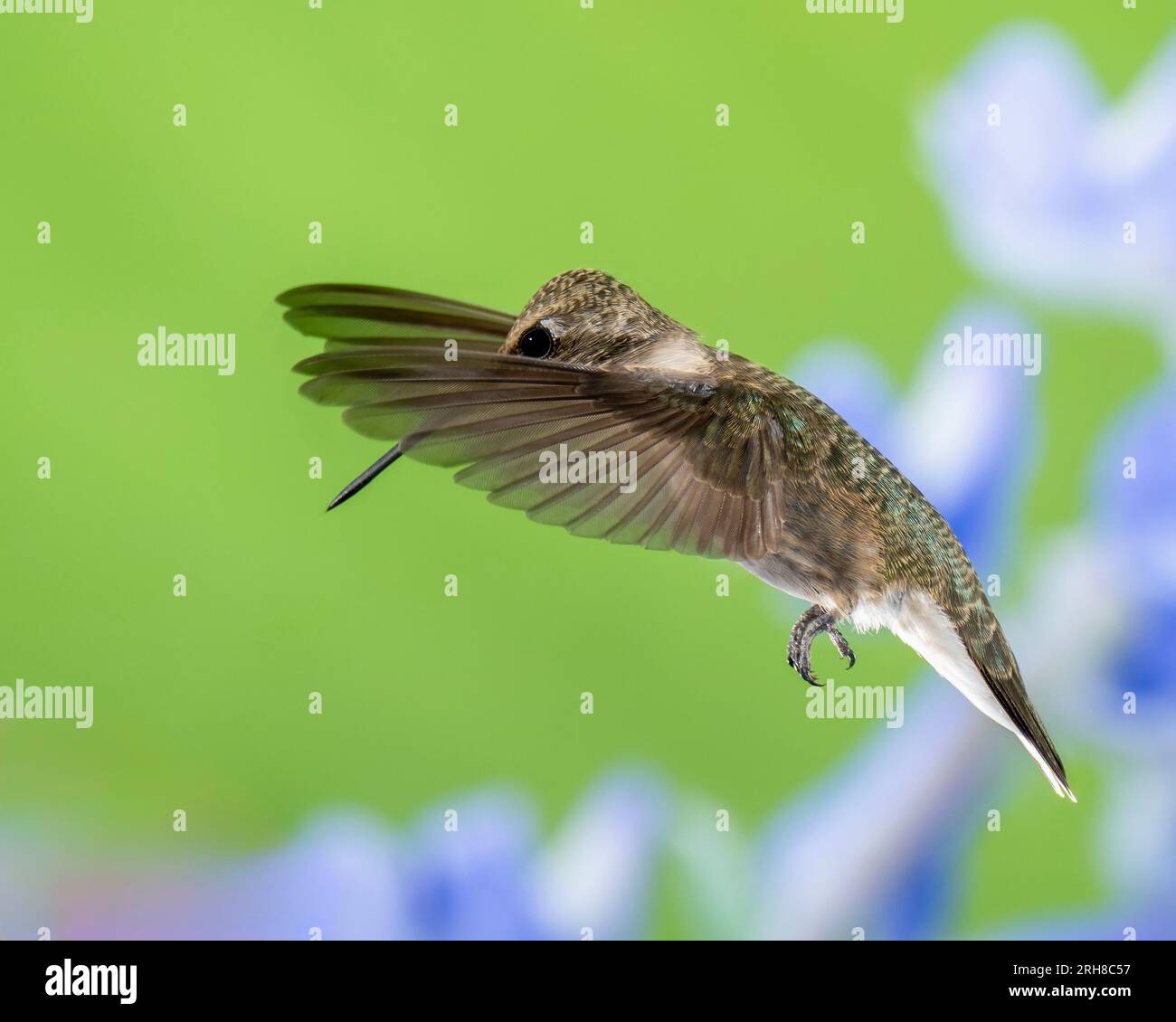 Colibri en vol sur fond vert et violet, femelle ou mâle immature Banque D'Images