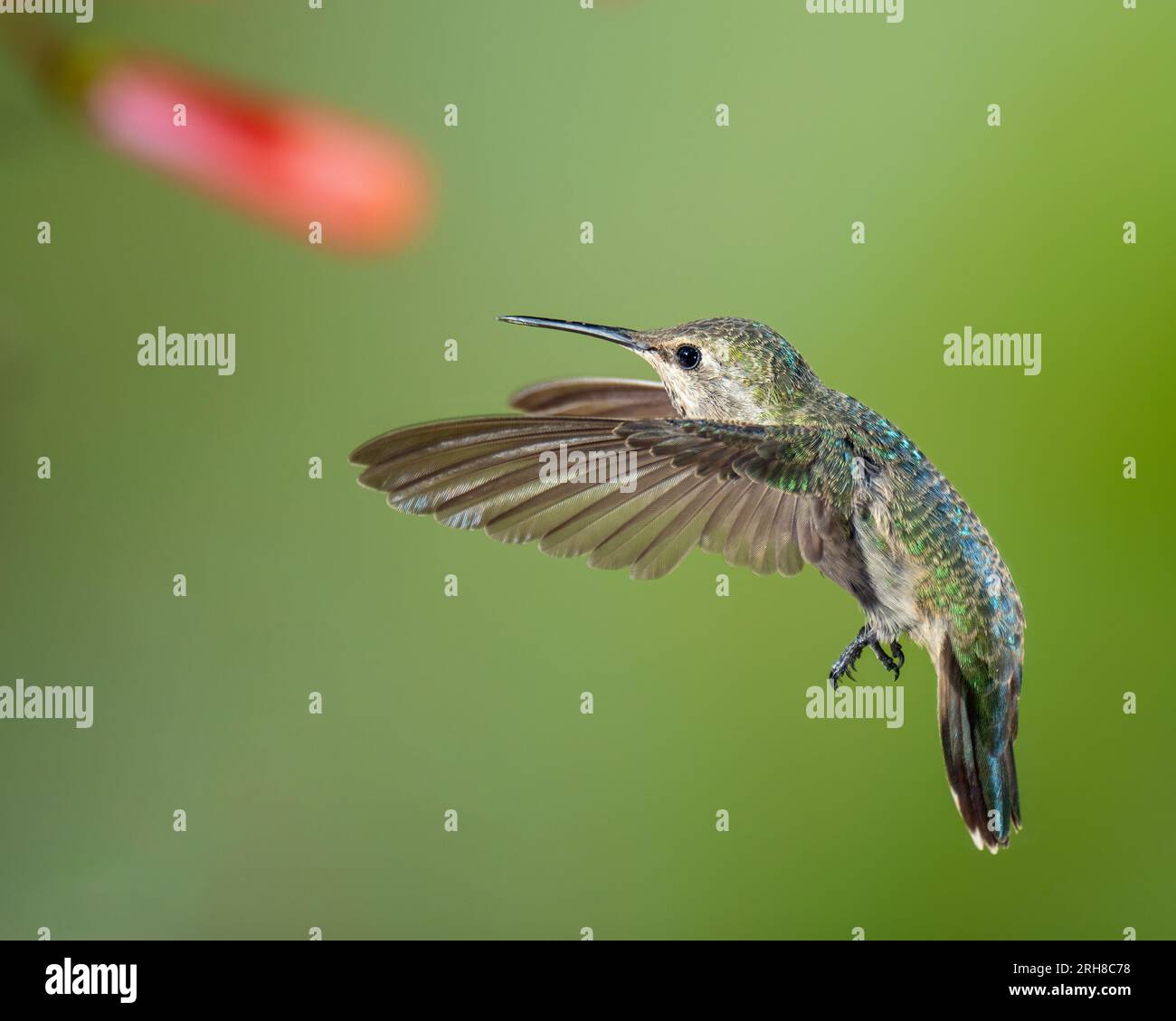 Colibri en vol sur fond principalement vert, femelle ou mâle immature Banque D'Images