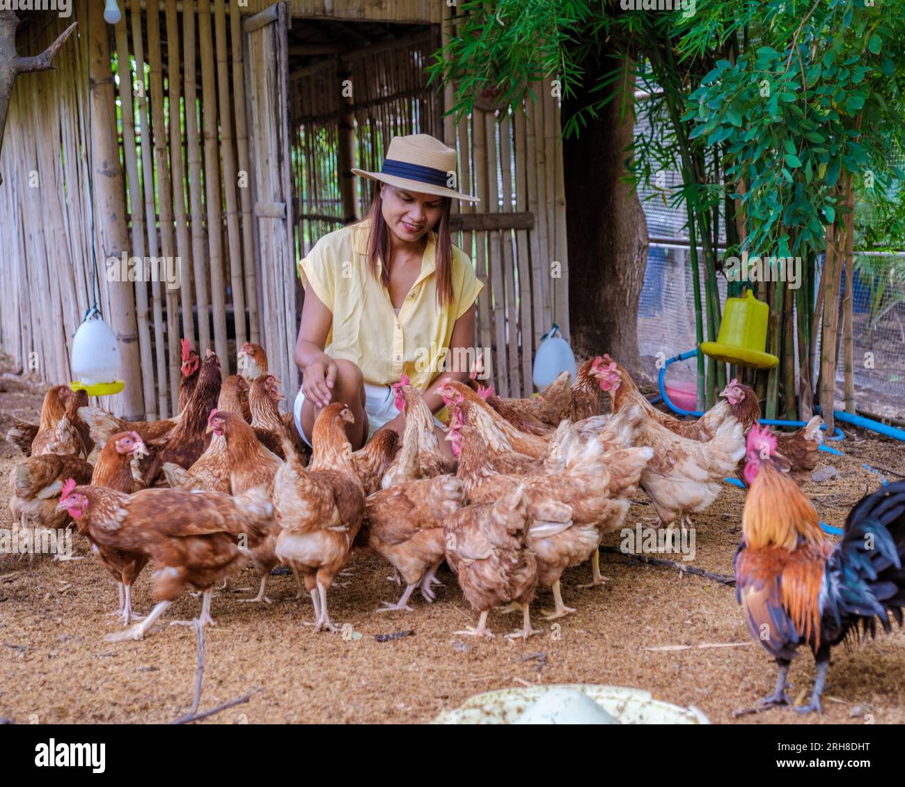 Femmes asiatiques cueillant des œufs dans une ferme écologique en Thaïlande. Ferme écologique avec poulet en Thaïlande Banque D'Images