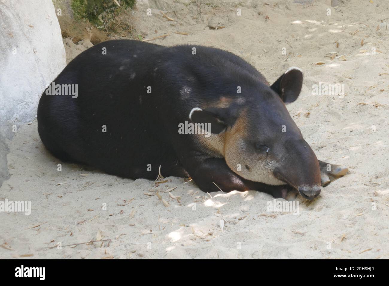 Los Angeles, Californie, États-Unis 14 août 2023 Tapir d'Amérique centrale dans la forêt tropicale des Amériques à LA Zoo le 14 août 2023 à Los Angeles, Californie, États-Unis. Photo de Barry King/Alamy stock photo Banque D'Images