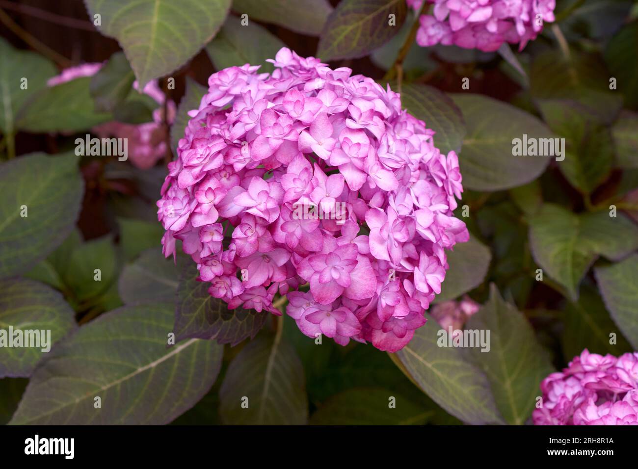 Close up of a young rose hortensia (Hydrangea macrophylla) flower Banque D'Images