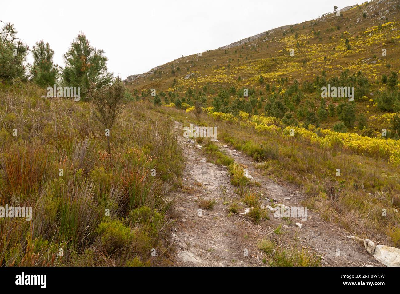 Paysage de fynbos dans les montagnes près de Caledon dans le Cap occidental de l'Afrique du Sud Banque D'Images
