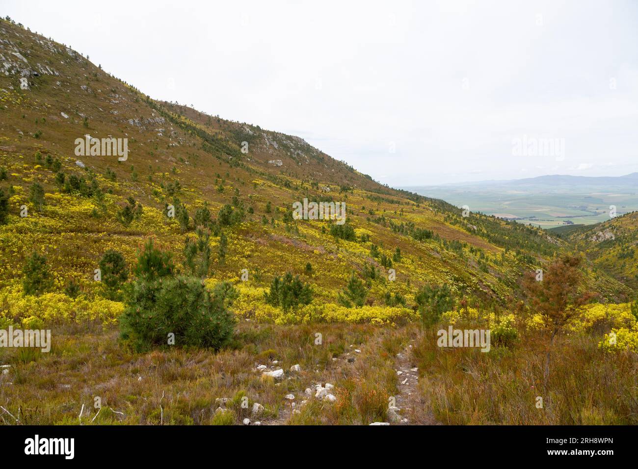 Paysage de fynbos dans les montagnes près de Caledon dans le Cap occidental de l'Afrique du Sud Banque D'Images