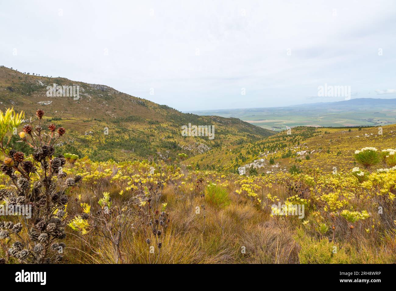 Paysage de fynbos dans les montagnes près de Caledon dans le Cap occidental de l'Afrique du Sud Banque D'Images