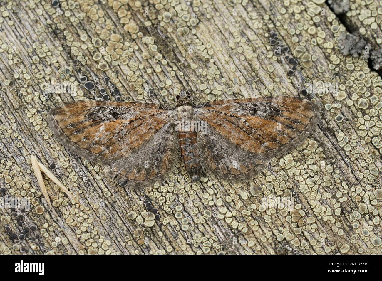 Gros plan naturel sur un Tawny Speckled Pug bien camouflé, Eupithecia icterata assis avec des ailes étalées sur le bois Banque D'Images