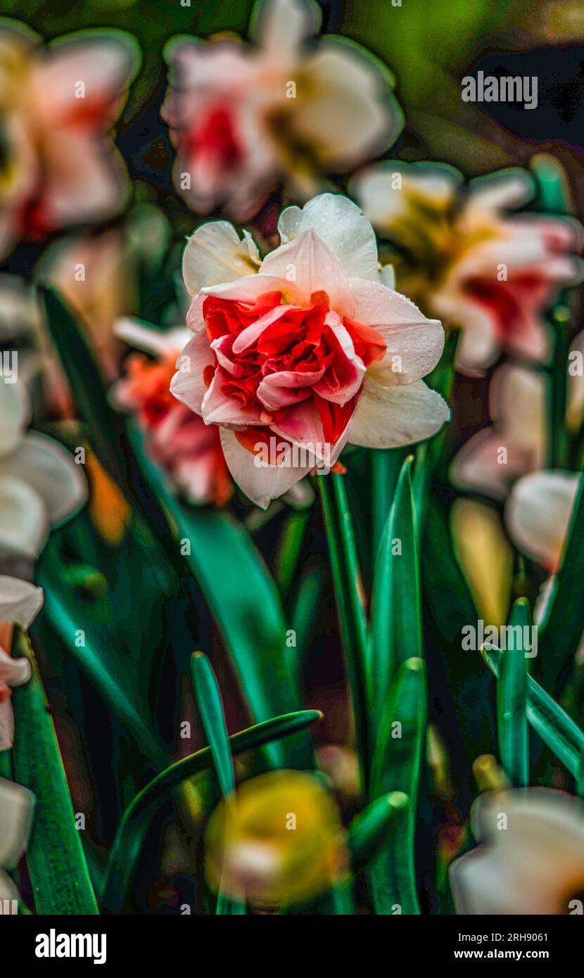 Skagit Valley Tulip Festival, Mount Vernon, Washington, États-Unis. Banque D'Images