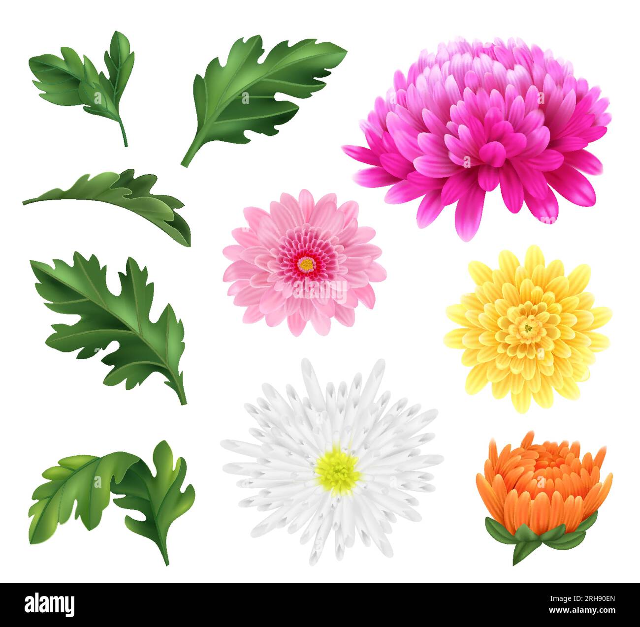 Icônes réalistes de fleurs de chrysanthème ensemble avec des têtes en fleurs et des feuilles illustration vectorielle isolée Illustration de Vecteur