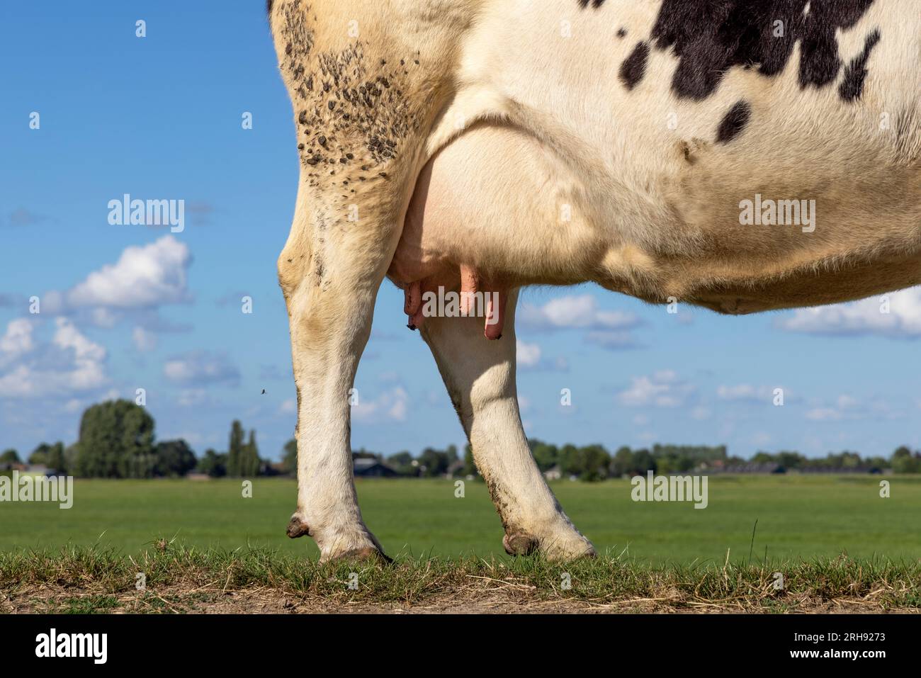 Pis et trayons de vache, veines roses douces et mammaires, la moitié arrière de l'animal se tenant sur une digue aux pays-bas Banque D'Images