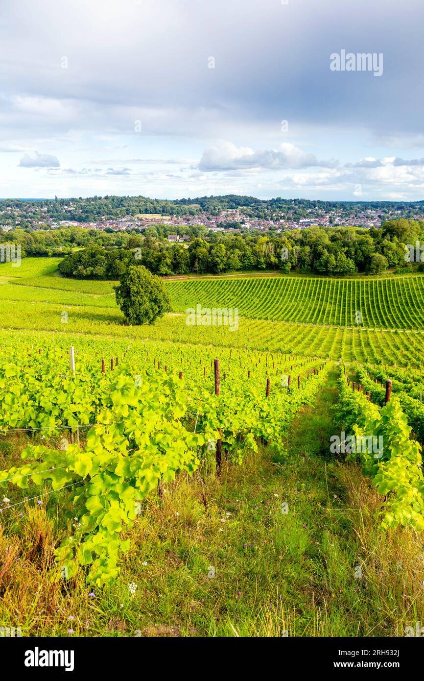 Vignes poussant à Denbies Vineyard avec Dorking en arrière-plan, Surrey, Angleterre Banque D'Images