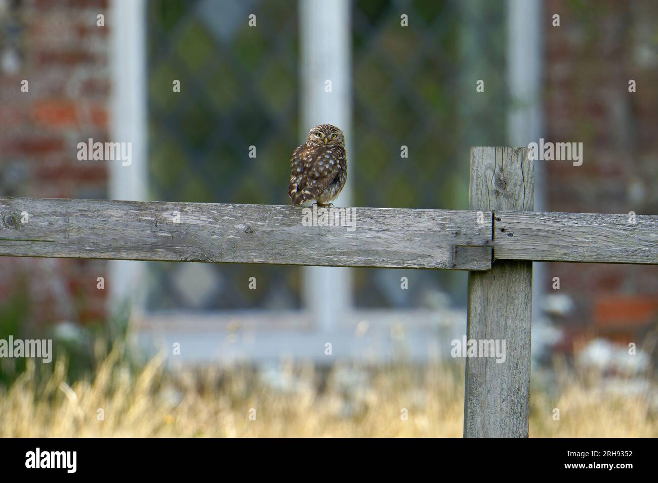 Peu d'Owl-Athene noctua. Uk Banque D'Images
