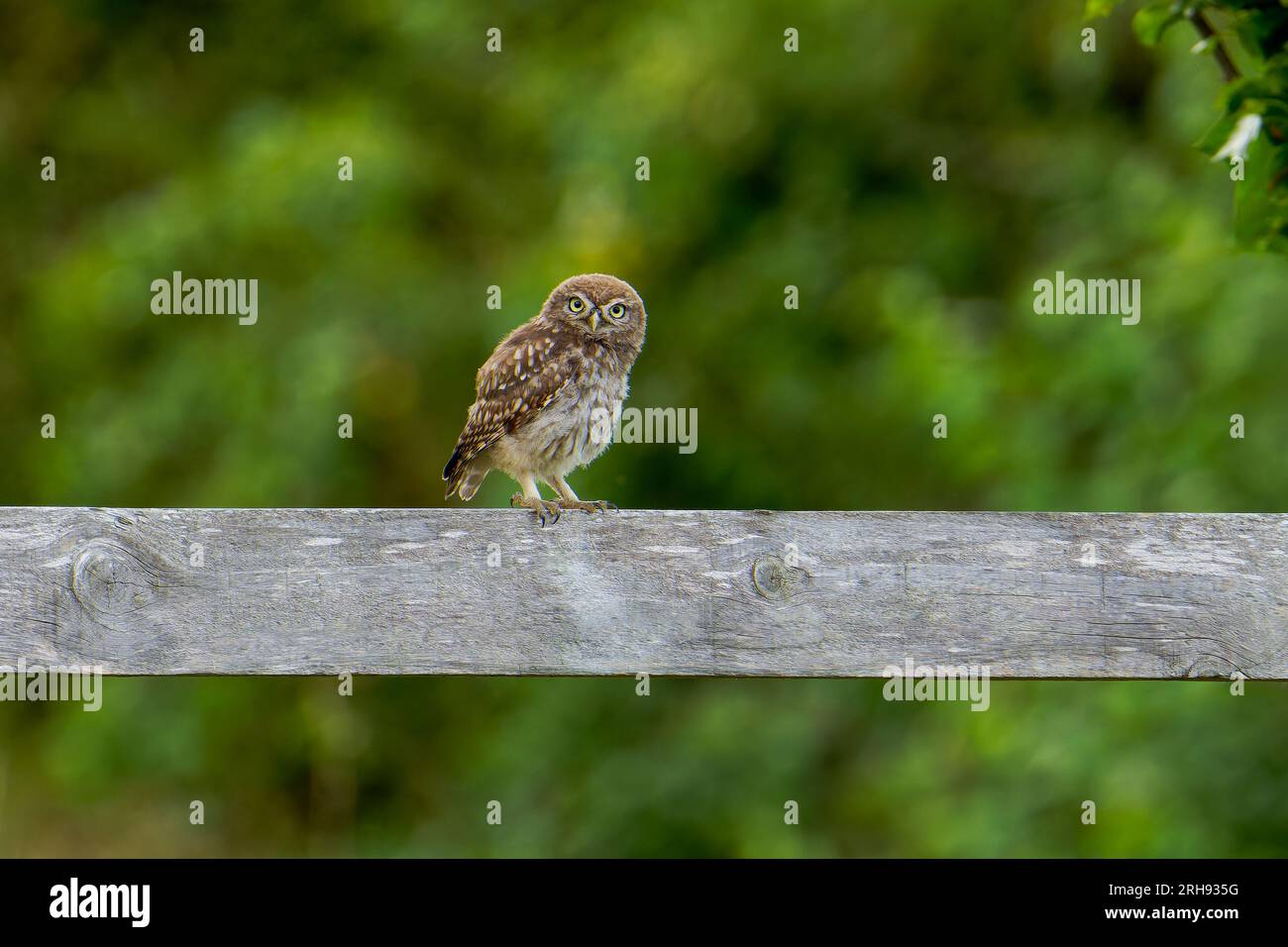 Little Owl (naissant)-Athene noctua perché sur la clôture. Banque D'Images