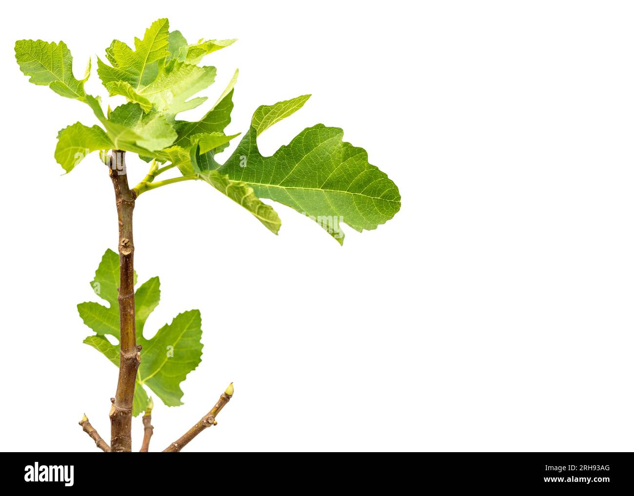 Vue rapprochée de l'arbre fruitier de la Fig avec espace de copie Banque D'Images